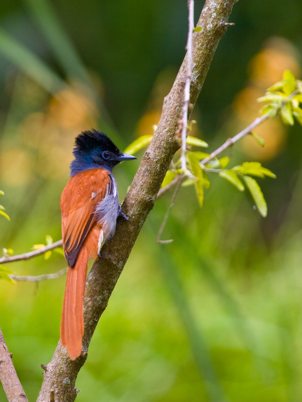 African Paradise Flycatcher